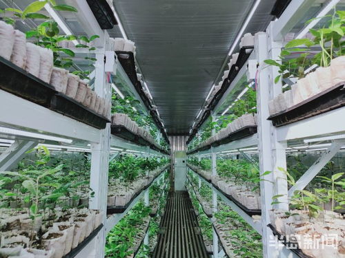 物聯(lián)網(wǎng)技術(shù)助力植樹(shù)造林，綠色產(chǎn)業(yè)迎來(lái)科技突圍